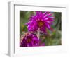 USA, Colorado. White-Lined Sphinx Moth Feeds on Flower Nectar-Jaynes Gallery-Framed Photographic Print