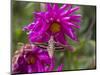 USA, Colorado. White-Lined Sphinx Moth Feeds on Flower Nectar-Jaynes Gallery-Mounted Photographic Print