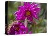 USA, Colorado. White-Lined Sphinx Moth Feeds on Flower Nectar-Jaynes Gallery-Stretched Canvas