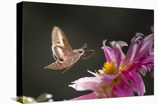USA, Colorado. White-Lined Sphinx Moth Unfolds Long Tongue to Feed-Jaynes Gallery-Stretched Canvas