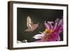 USA, Colorado. White-Lined Sphinx Moth Unfolds Long Tongue to Feed-Jaynes Gallery-Framed Photographic Print