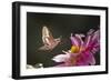 USA, Colorado. White-Lined Sphinx Moth Unfolds Long Tongue to Feed-Jaynes Gallery-Framed Photographic Print