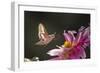 USA, Colorado. White-Lined Sphinx Moth Unfolds Long Tongue to Feed-Jaynes Gallery-Framed Photographic Print