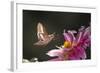 USA, Colorado. White-Lined Sphinx Moth Unfolds Long Tongue to Feed-Jaynes Gallery-Framed Photographic Print