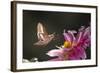 USA, Colorado. White-Lined Sphinx Moth Unfolds Long Tongue to Feed-Jaynes Gallery-Framed Photographic Print