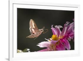 USA, Colorado. White-Lined Sphinx Moth Unfolds Long Tongue to Feed-Jaynes Gallery-Framed Photographic Print