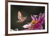 USA, Colorado. White-Lined Sphinx Moth Unfolds Long Tongue to Feed-Jaynes Gallery-Framed Photographic Print