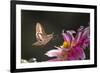 USA, Colorado. White-Lined Sphinx Moth Unfolds Long Tongue to Feed-Jaynes Gallery-Framed Photographic Print