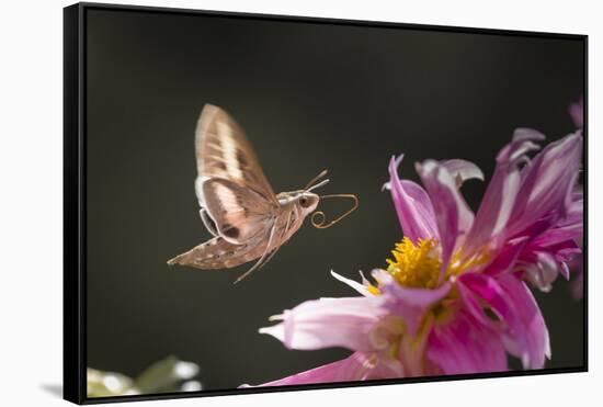 USA, Colorado. White-Lined Sphinx Moth Unfolds Long Tongue to Feed-Jaynes Gallery-Framed Stretched Canvas