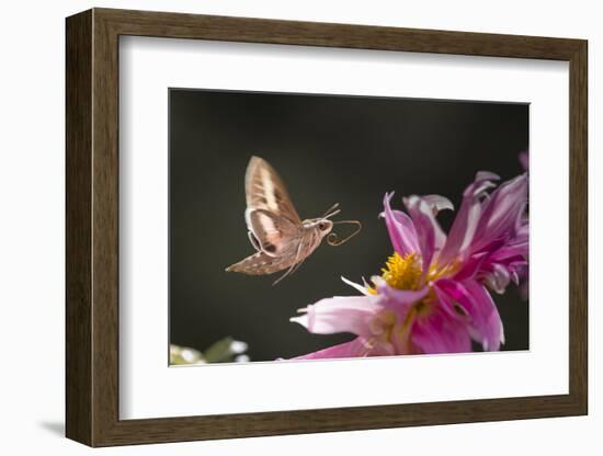 USA, Colorado. White-Lined Sphinx Moth Unfolds Long Tongue to Feed-Jaynes Gallery-Framed Photographic Print