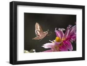 USA, Colorado. White-Lined Sphinx Moth Unfolds Long Tongue to Feed-Jaynes Gallery-Framed Photographic Print