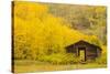 USA, Colorado, White River National Forest. Ashcroft Ghost Town cabin.-Jaynes Gallery-Stretched Canvas