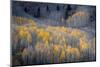 USA, Colorado, White River National Forest. Aspen forest in autumn.-Jaynes Gallery-Mounted Photographic Print