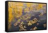 USA, Colorado, White River National Forest, Aspen, pond-Charles Gurche-Framed Stretched Canvas