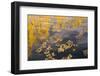 USA, Colorado, White River National Forest, Aspen, pond-Charles Gurche-Framed Photographic Print