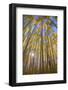 USA, Colorado, White River National Forest, aspen trees-Charles Gurche-Framed Photographic Print