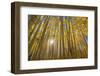 USA, Colorado, White River National Forest, aspen trees-Charles Gurche-Framed Photographic Print