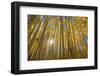 USA, Colorado, White River National Forest, aspen trees-Charles Gurche-Framed Photographic Print