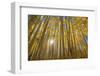 USA, Colorado, White River National Forest, aspen trees-Charles Gurche-Framed Photographic Print