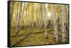 USA, Colorado, White River National Forest, aspen trees-Charles Gurche-Framed Stretched Canvas