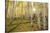 USA, Colorado, White River National Forest, aspen trees-Charles Gurche-Stretched Canvas