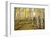 USA, Colorado, White River National Forest, aspen trees-Charles Gurche-Framed Photographic Print