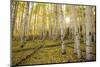 USA, Colorado, White River National Forest, aspen trees-Charles Gurche-Mounted Photographic Print