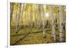 USA, Colorado, White River National Forest, aspen trees-Charles Gurche-Framed Photographic Print