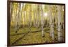 USA, Colorado, White River National Forest, aspen trees-Charles Gurche-Framed Photographic Print