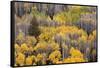 USA, Colorado, White River National Forest, aspen trees-Charles Gurche-Framed Stretched Canvas