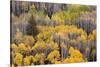 USA, Colorado, White River National Forest, aspen trees-Charles Gurche-Stretched Canvas