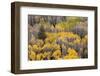 USA, Colorado, White River National Forest, aspen trees-Charles Gurche-Framed Photographic Print