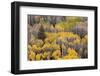 USA, Colorado, White River National Forest, aspen trees-Charles Gurche-Framed Photographic Print