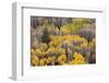 USA, Colorado, White River National Forest, aspen trees-Charles Gurche-Framed Photographic Print