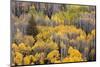 USA, Colorado, White River National Forest, aspen trees-Charles Gurche-Mounted Photographic Print