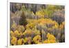 USA, Colorado, White River National Forest, aspen trees-Charles Gurche-Framed Photographic Print