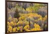 USA, Colorado, White River National Forest, aspen trees-Charles Gurche-Framed Photographic Print