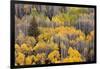 USA, Colorado, White River National Forest, aspen trees-Charles Gurche-Framed Photographic Print