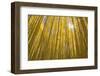 USA, Colorado, White River National Forest, aspen-Charles Gurche-Framed Photographic Print