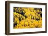 USA, Colorado, White River National Forest, aspen-Charles Gurche-Framed Photographic Print