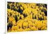 USA, Colorado, White River National Forest, aspen-Charles Gurche-Framed Photographic Print