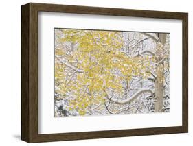 USA, Colorado, White River National Forest. Snow coats aspen trees in winter.-Jaynes Gallery-Framed Photographic Print