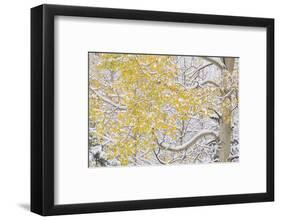 USA, Colorado, White River National Forest. Snow coats aspen trees in winter.-Jaynes Gallery-Framed Photographic Print