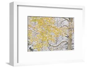 USA, Colorado, White River National Forest. Snow coats aspen trees in winter.-Jaynes Gallery-Framed Photographic Print