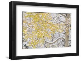 USA, Colorado, White River National Forest. Snow coats aspen trees in winter.-Jaynes Gallery-Framed Photographic Print