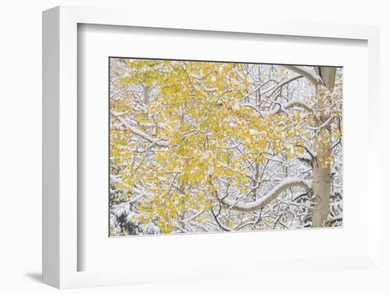 USA, Colorado, White River National Forest. Snow coats aspen trees in winter.-Jaynes Gallery-Framed Photographic Print