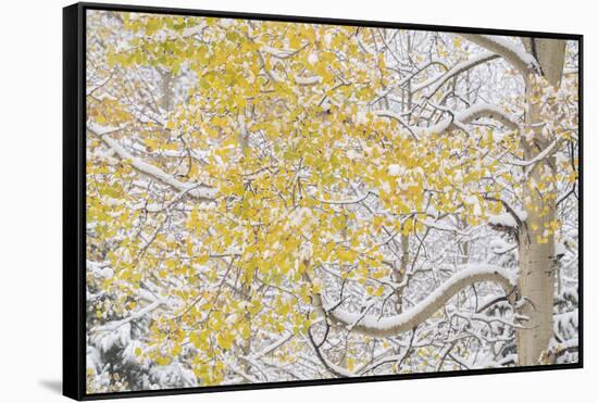 USA, Colorado, White River National Forest. Snow coats aspen trees in winter.-Jaynes Gallery-Framed Stretched Canvas