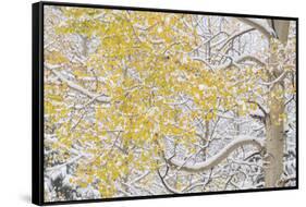 USA, Colorado, White River National Forest. Snow coats aspen trees in winter.-Jaynes Gallery-Framed Stretched Canvas