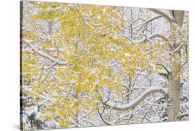 USA, Colorado, White River National Forest. Snow coats aspen trees in winter.-Jaynes Gallery-Stretched Canvas