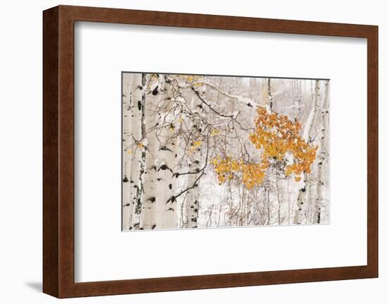 USA, Colorado, White River National Forest. Snow coats aspen trees in winter.-Jaynes Gallery-Framed Photographic Print
